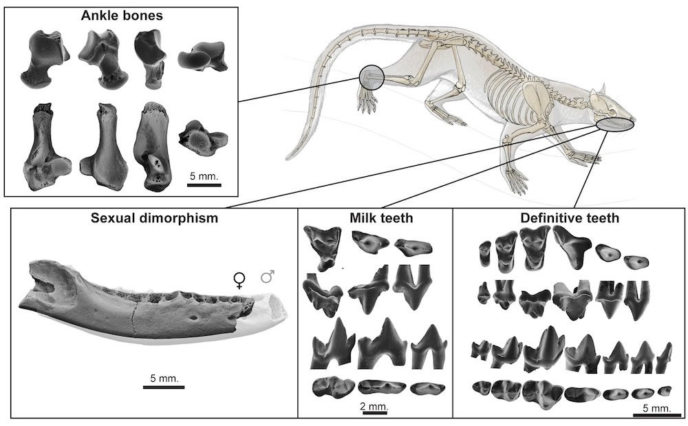 Species Definition Paleontology Diet