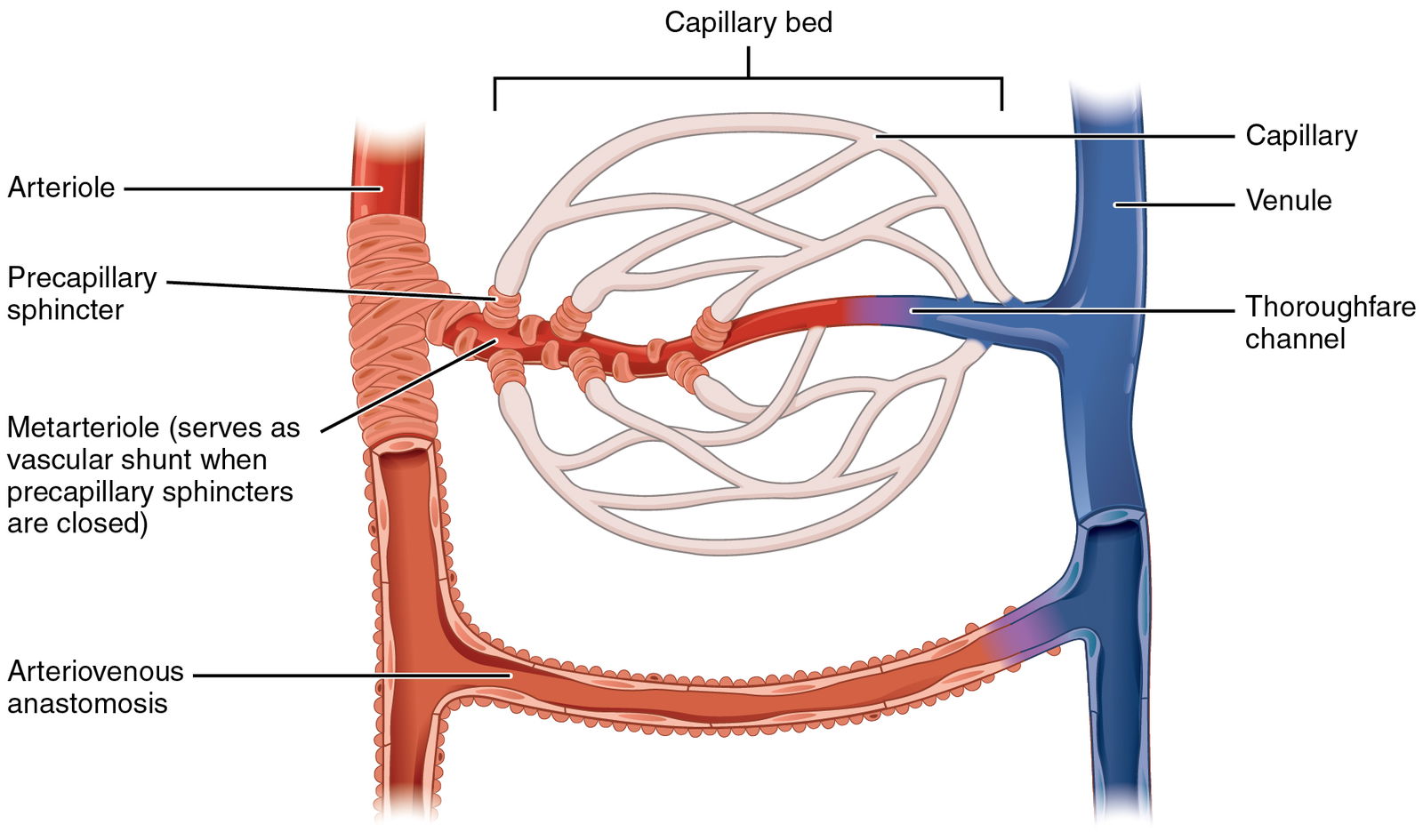 Figure 6a