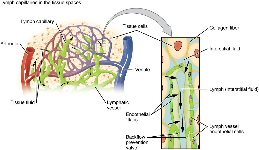 Figure 6b