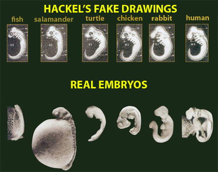 Hackel's Fake Drawings