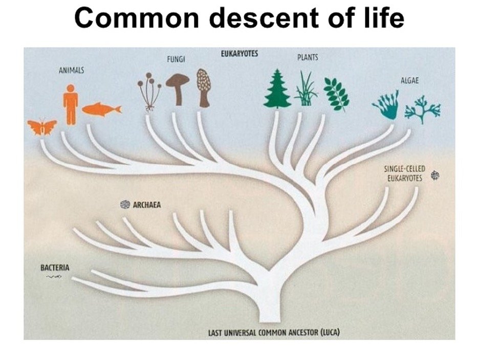 Common Descent of Life