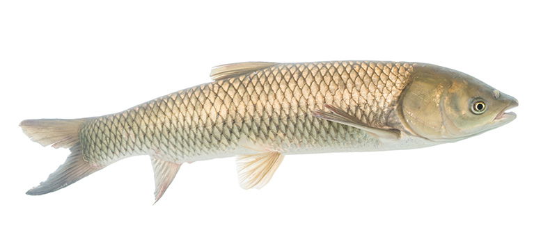 Asian carp