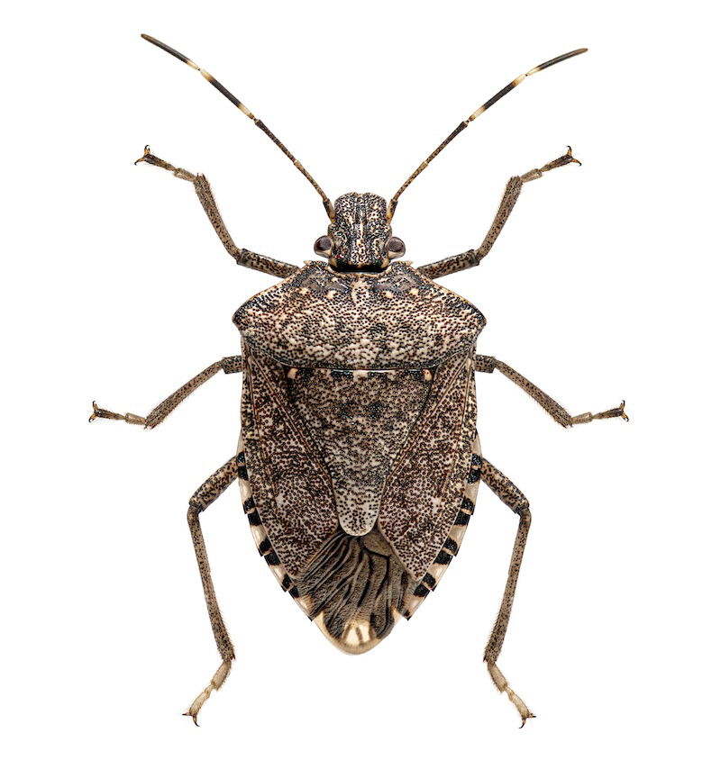 Brown Marmorated Stinkbugs