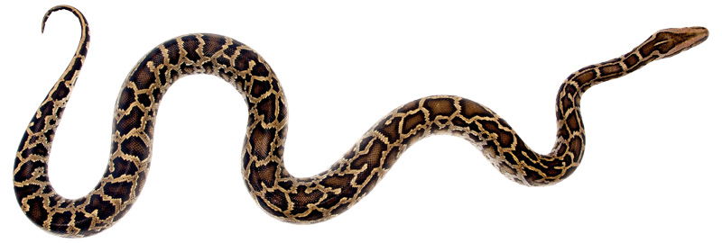 Burmese python