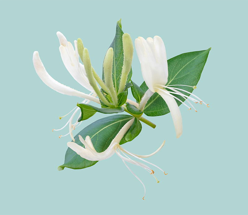 Japanese Honeysuckle
