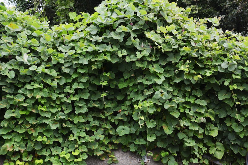Kudzu