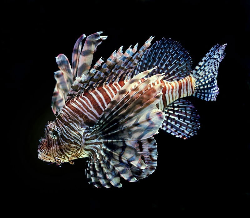 Lionfish