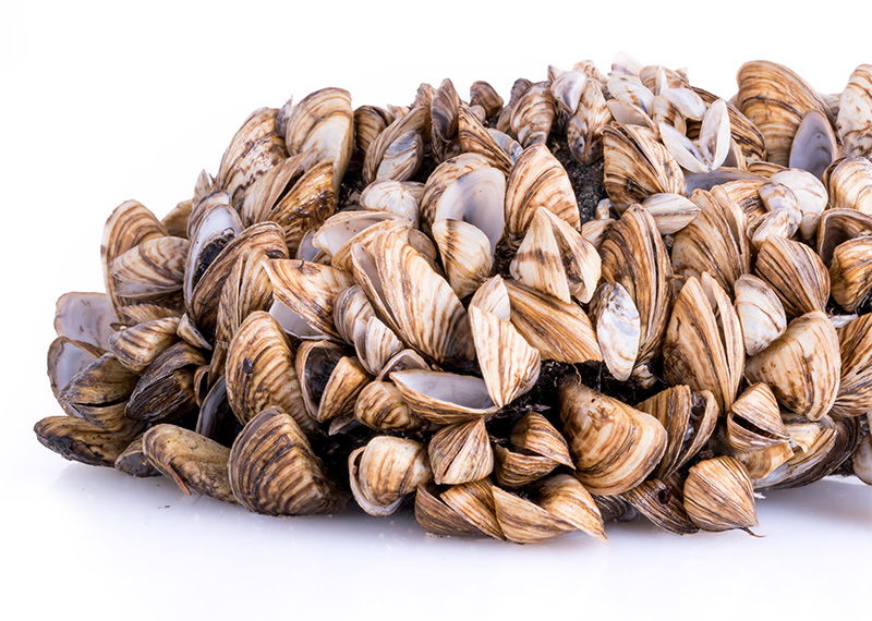 Zebra mussel