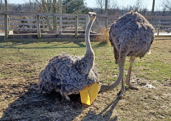 Ostrich