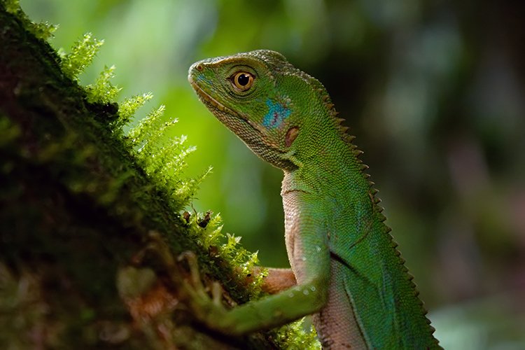 South American iguana
