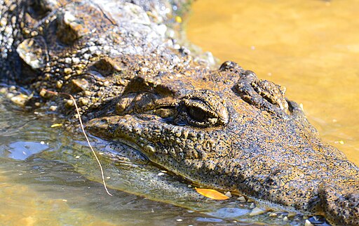Crocodile