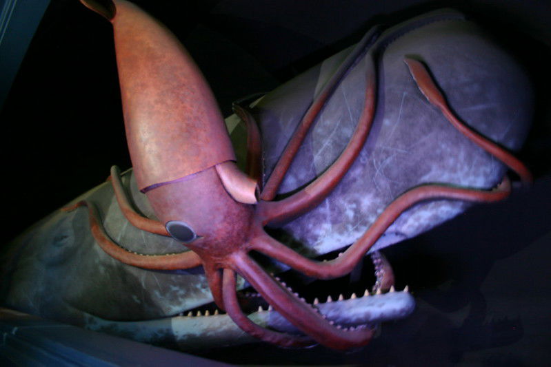 Giant squid on whale