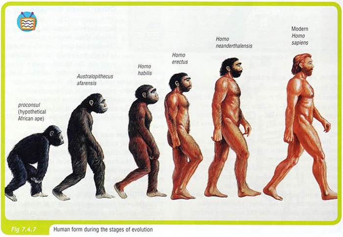Skin tone progression in human evolution