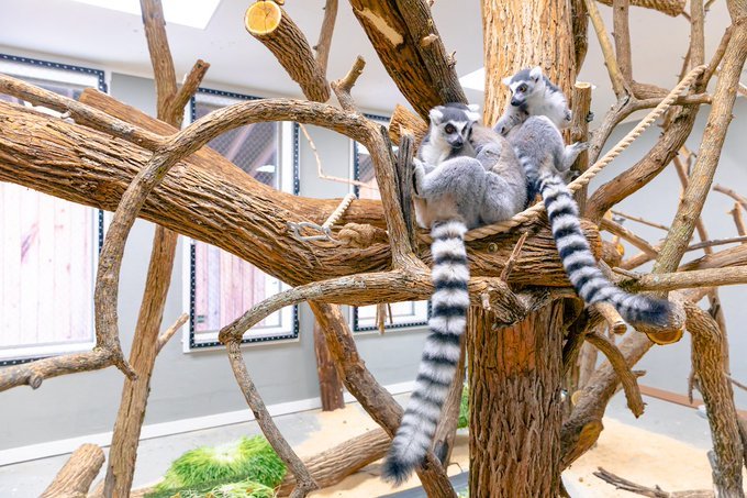 Lemurs at the Ararat Ridge Zoo