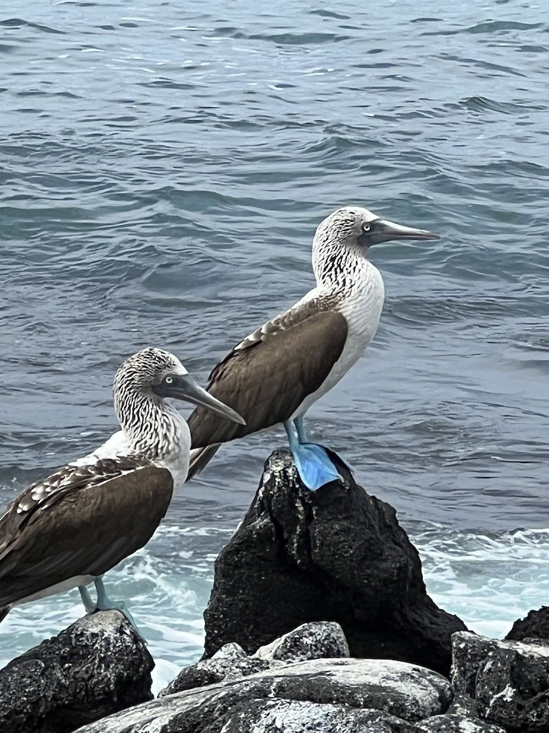 Blue-footed boobie