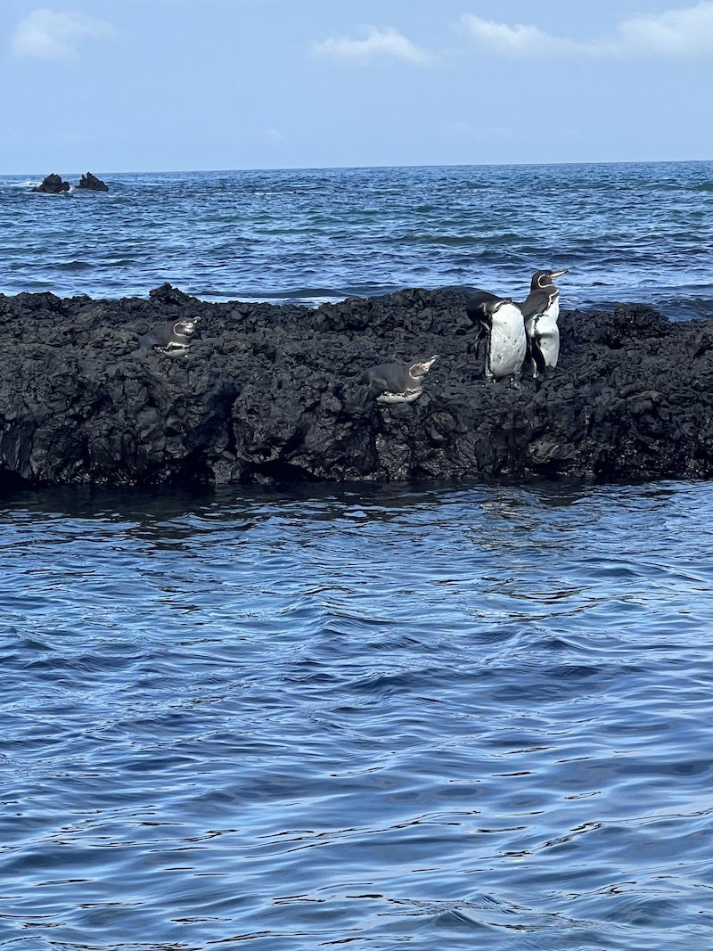 Penguins