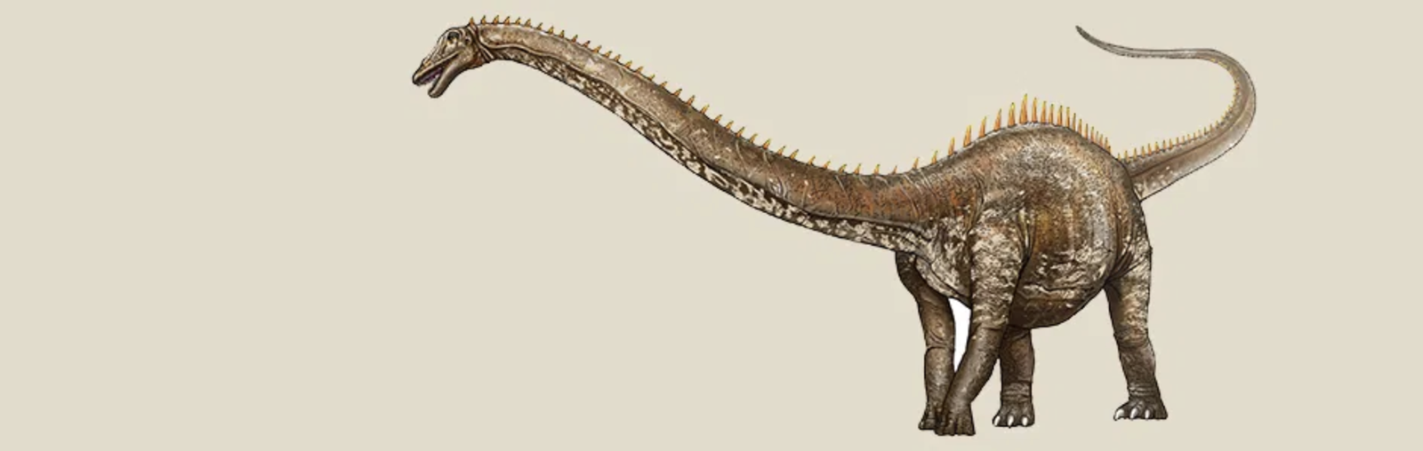 Diplodocus
