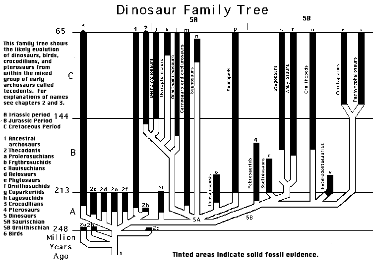 Dinosaurs: Phylogenetic Chart