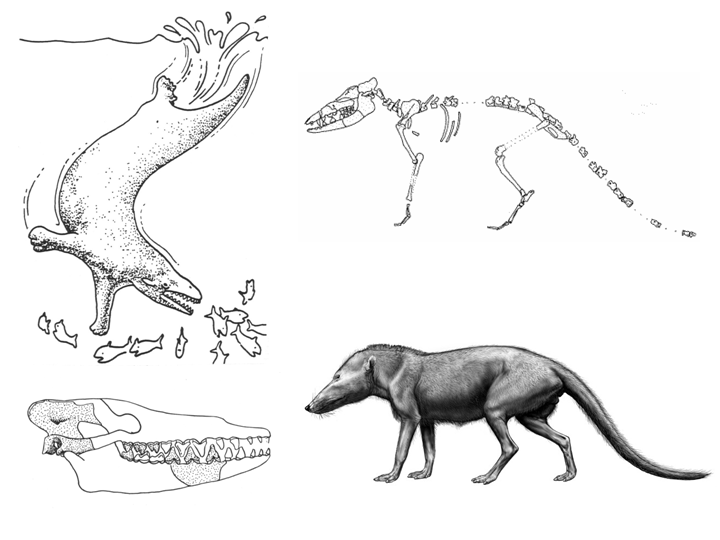 Pakicetus Eeconstruction vs. Reality