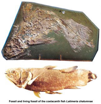 Fossil vs living fossil of the coelacanth