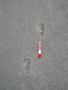 Footprint Figure 1