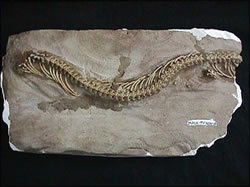 This snake fossil, allegedly 90 million years old, has two hind legs