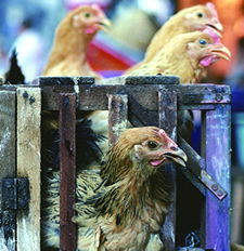 Domesticated birds have spread the bird flu virus