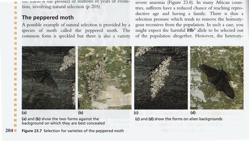 Fradulent photos of peppered moths still appear in biology textbooks, allegedly an example of evolution.