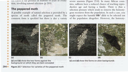 Fradulent photos of peppered moths still appear in biology textbooks, allegedly an example of evolution.