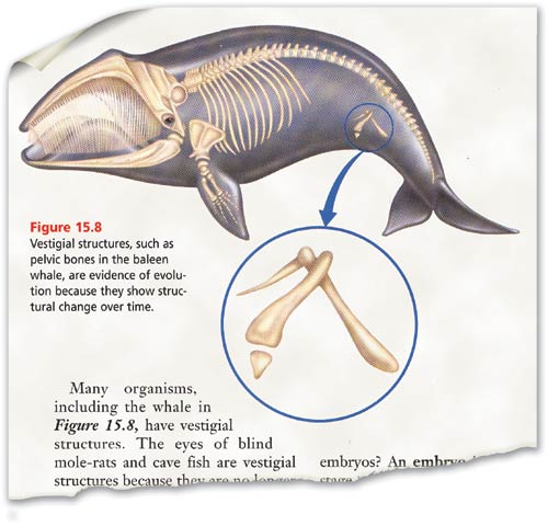 vestigial-structures-evolution-definition