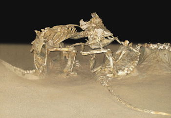 fossil of dinosaurs fighting