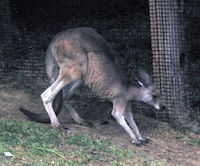 Kangaroo