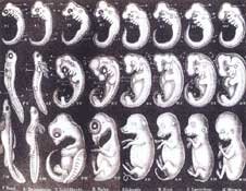 Haeckel’s embryo drawings