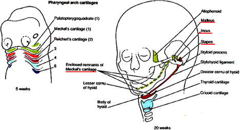 Pharyngeal Arches