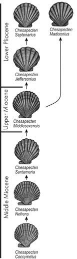 Evolution of chesapecten
