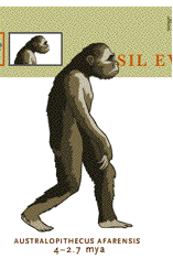 Text Box: Image of Australopithecus afarensis from the NOVA website.