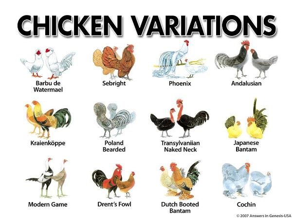 Chicken Variations