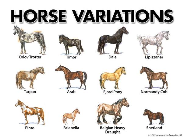 horse variations