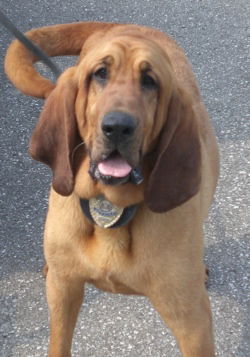 Izzy the bloodhound