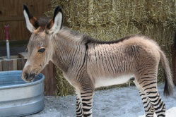 Zonkey