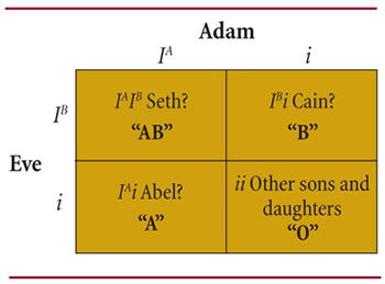 Possible inheritance of four blood types