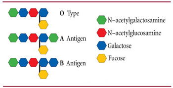 ABO antigen specificity