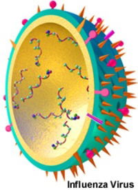 Influenza virus