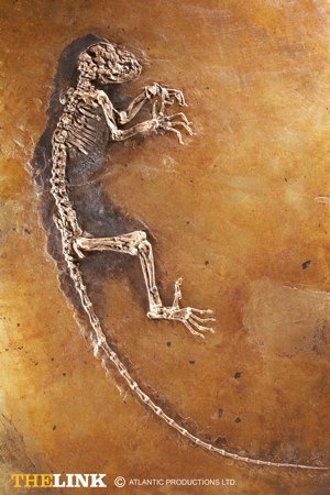 Darwinius masillae fossil