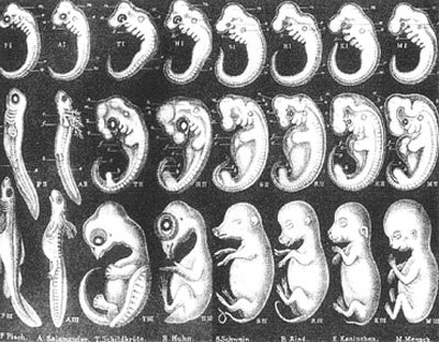Haeckel's Embryo Drawing