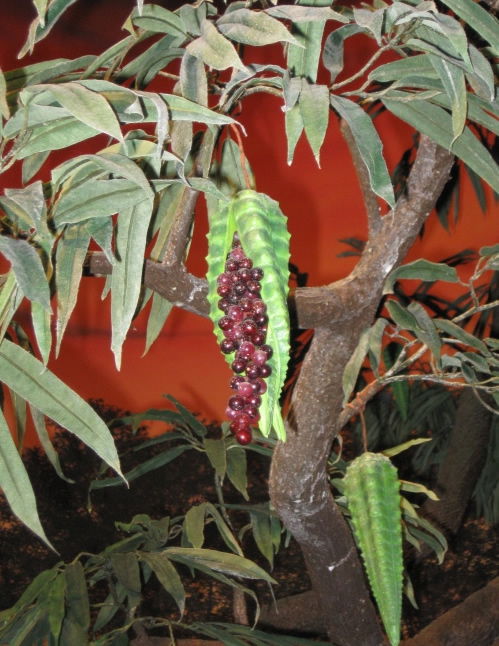 Fruit interdit tel que montré au Musée de la Création