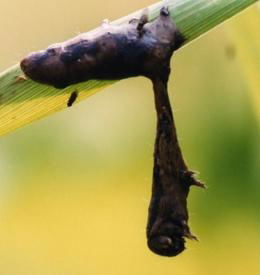 melting caterpillar