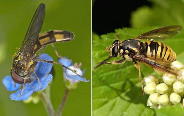 Hoverfly