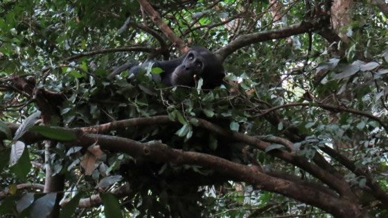Chimp Tree Nest