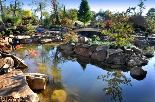 Koi Pond